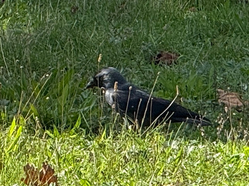 Eurasian Jackdaw