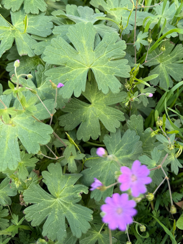 Hedgerow Crane's-bill
