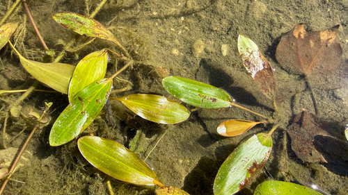 Longleaf Pondweed