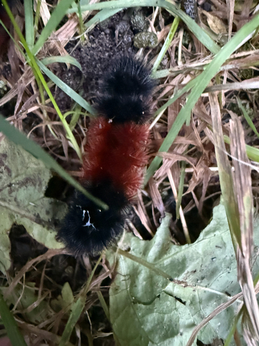 Isabella Tiger Moth