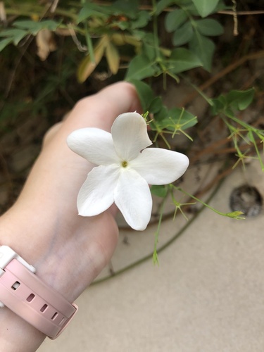 Jasminum officinale observed 2026-09-17