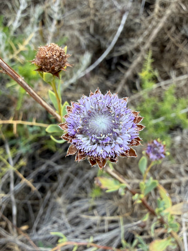 Shrubby Globularia