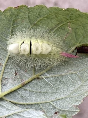 Pale Tussock Moth