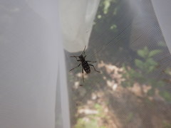 Xylotrechus rusticus rusticus