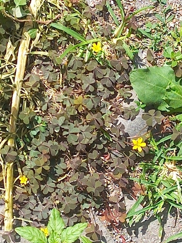 Creeping Woodsorrel