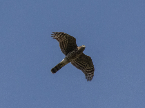 Eurasian Sparrowhawk