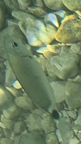 Saddled Seabream