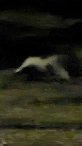 Striped Skunk