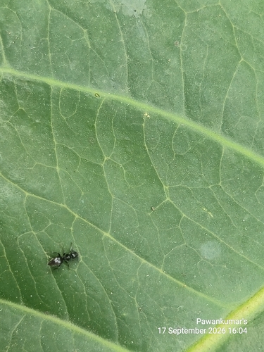 Technomyrmex albipes observed 2026-09-17