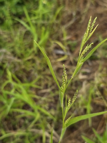 Hackelochloa granularis observed 2026-09-10