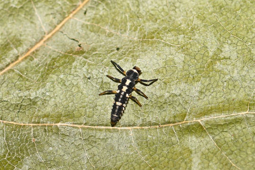 Fourteen-spotted Lady Beetle