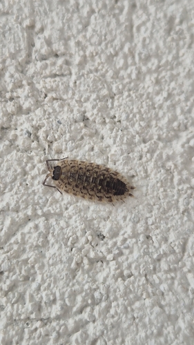 Brickwork Woodlouse