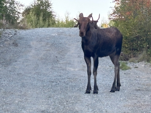 Eastern Moose