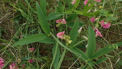 Lathyrus sylvestris
