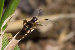 Closterocoris amoenus