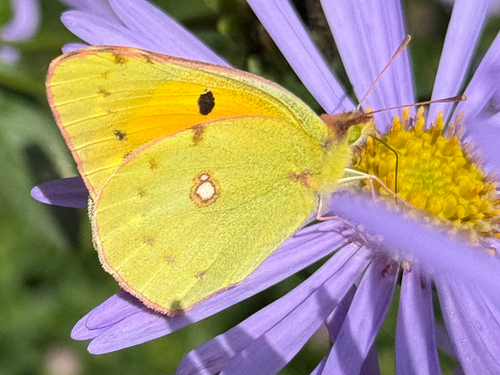 Clouded Yellow