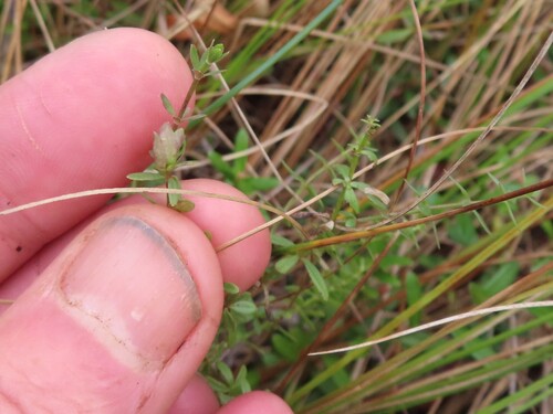 Dasineura americana