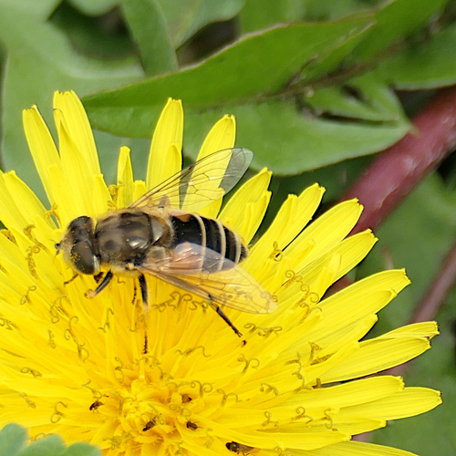 Eurasian Drone Fly