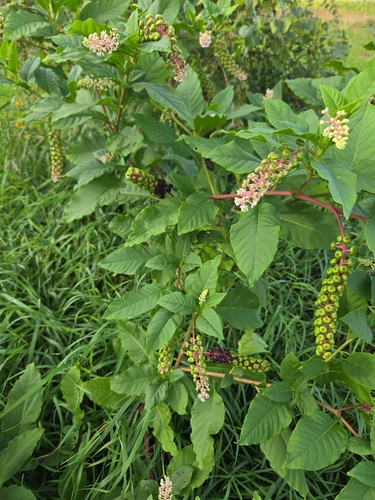 American pokeweed