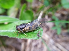 Cicadetta
