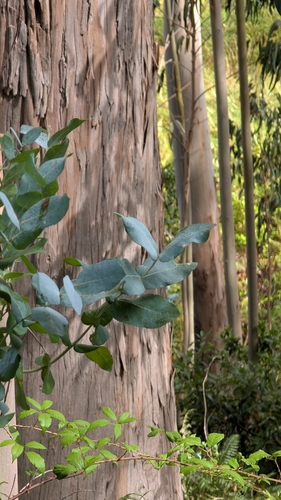 Tasmanian blue gum