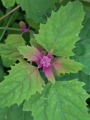 Chenopodium giganteum
