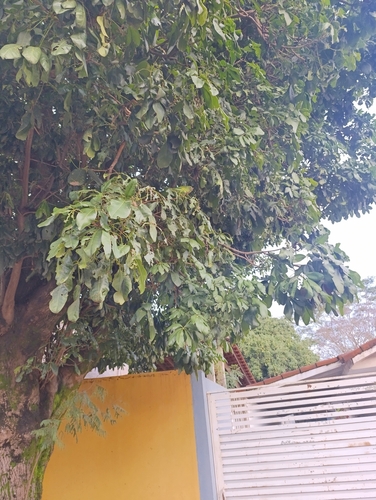 Yellow-chevroned Parakeet