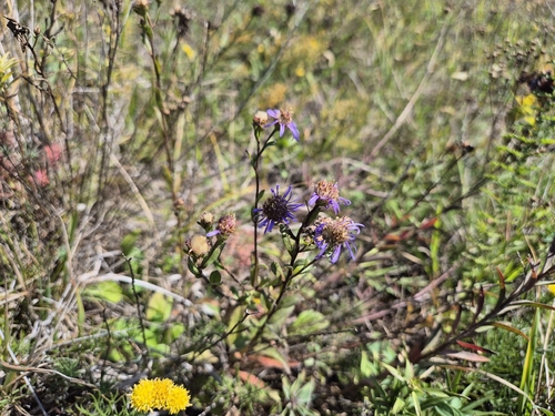 Italian Aster