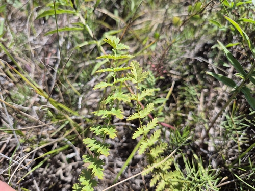 Dropwort