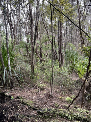 Kunzea robusta, photograph 4