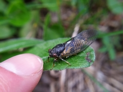 Cicadetta