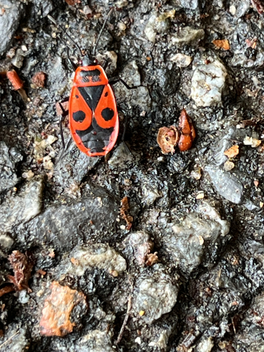 European Firebug