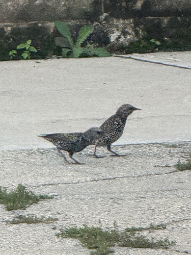 European Starling