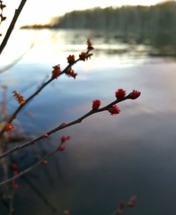 Myrica