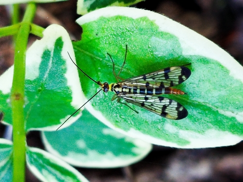 German Scorpionfly