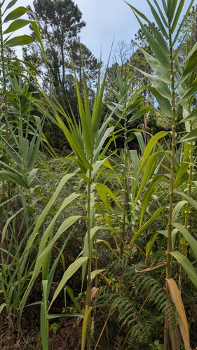 giant reed