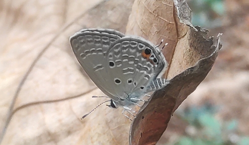Plains Cupid