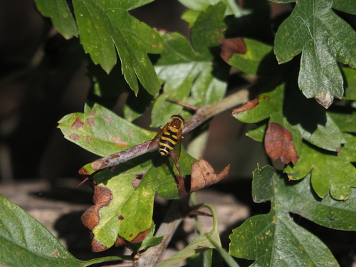 Common Flower Fly