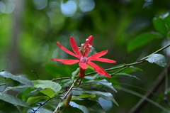 Passiflora glandulosa