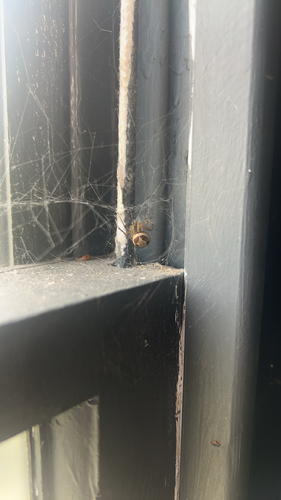 Noble False Widow
