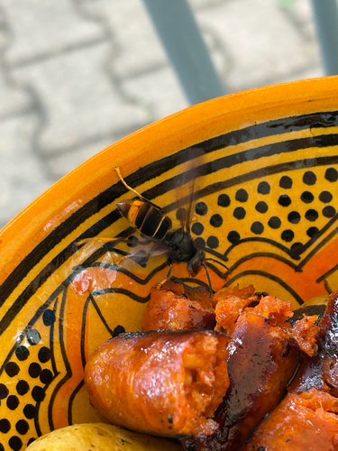 Yellow-legged Hornet