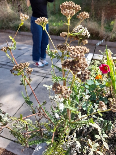 common yarrow