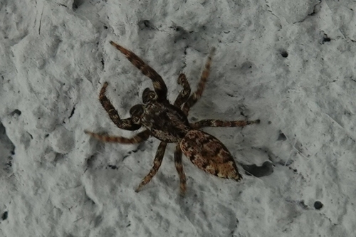 Fencepost jumping spider