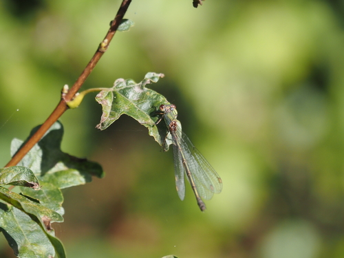 Western Willow Spreadwing