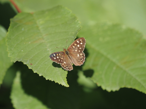 Speckled Wood