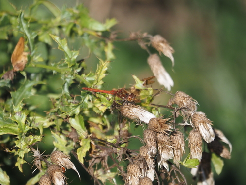 Common Darter