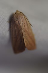 Amolita obliqua