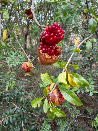 pomegranate