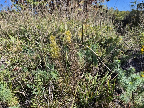 cypress spurge