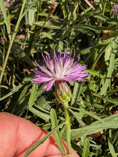 Rough Star-thistle